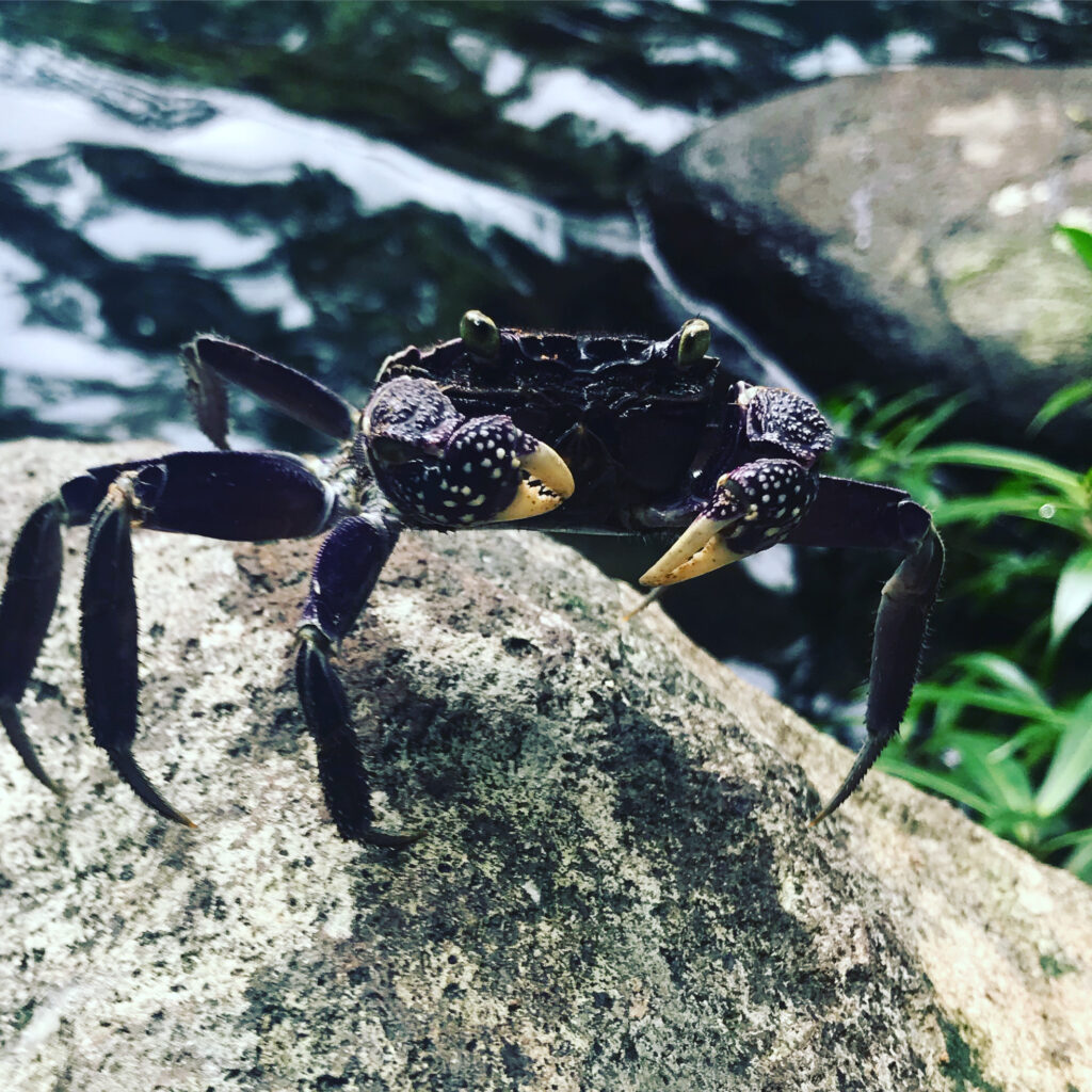 Meet the crabs at Tarovo falls. Guardians of the falls